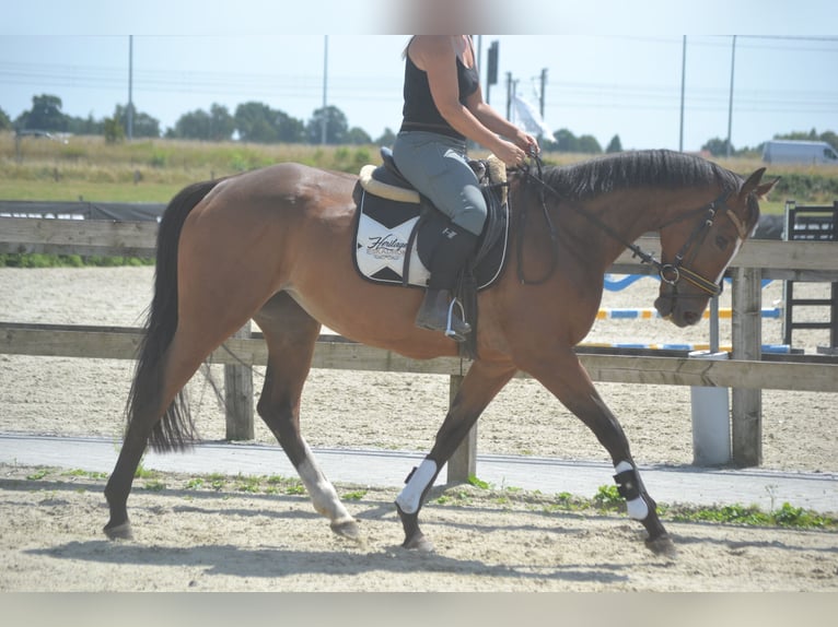 Altre razze Giumenta 6 Anni 165 cm Baio in Breda