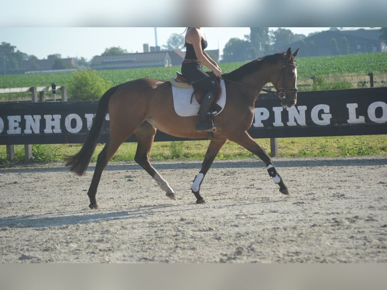 Altre razze Giumenta 6 Anni 165 cm Baio in Breda