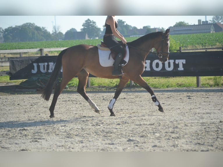 Altre razze Giumenta 6 Anni 165 cm Baio in Breda