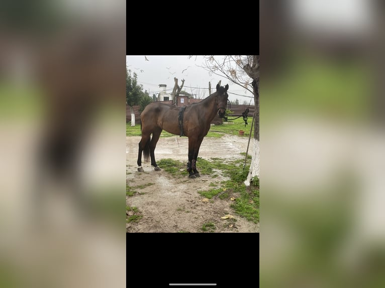 Altre razze Mix Giumenta 6 Anni 165 cm Baio ciliegia in Jerez de la Frontera