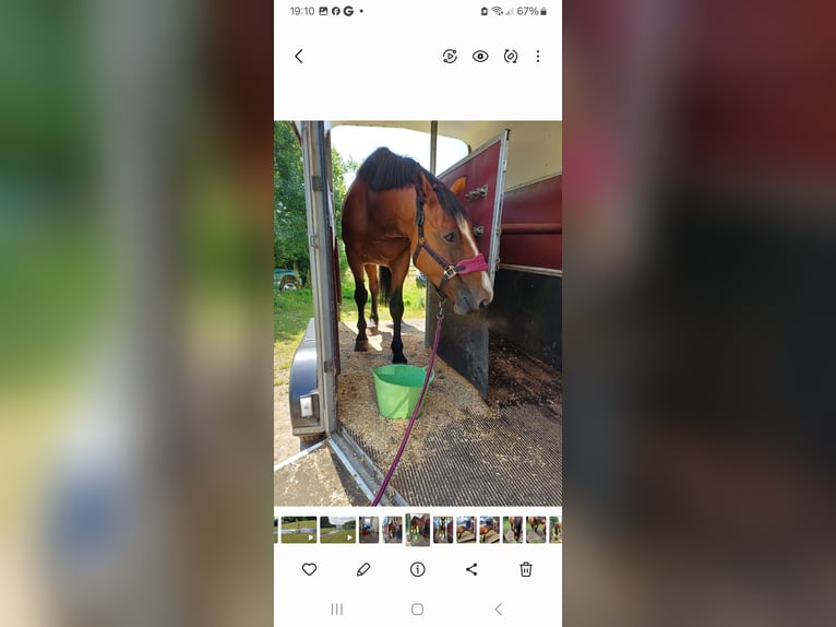 Altre razze Giumenta 6 Anni 165 cm Baio ciliegia in Devon