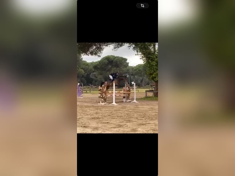 Altre razze Giumenta 6 Anni 168 cm Baio in parma