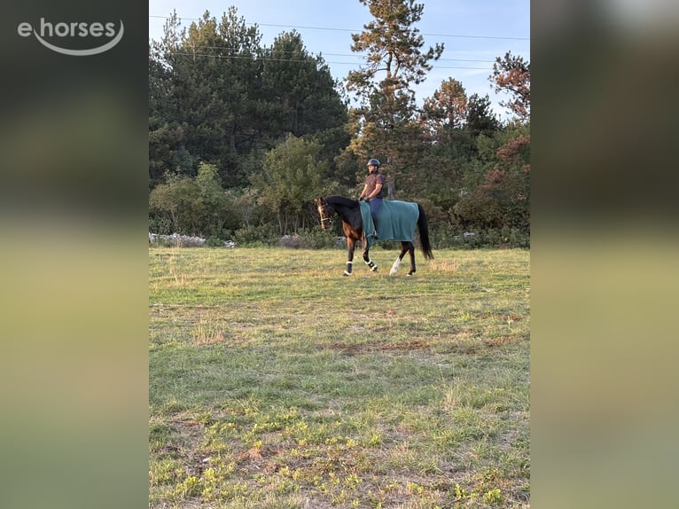 Altre razze Giumenta 6 Anni 168 cm Baio scuro in Sezana