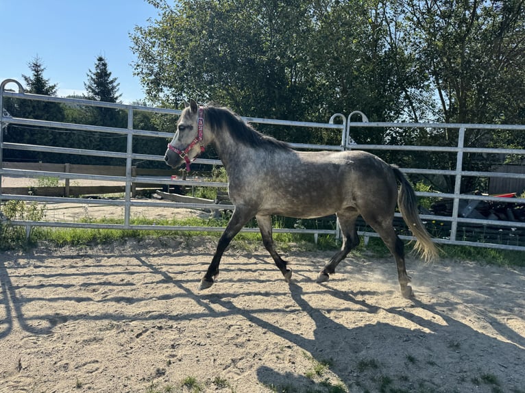 Altre razze Giumenta 7 Anni 123 cm Grigio pezzato in Wurzbach