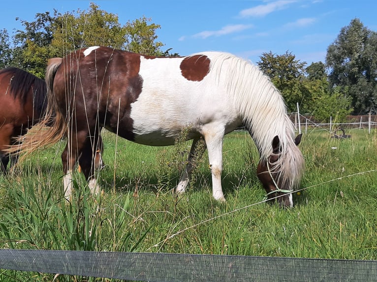 Altre razze Mix Giumenta 7 Anni 123 cm Pezzato in Freyburg (Unstrut)