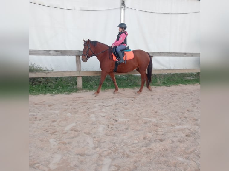 Altre razze Mix Giumenta 7 Anni 137 cm Falbo in Belga, La (Viella-Siero)