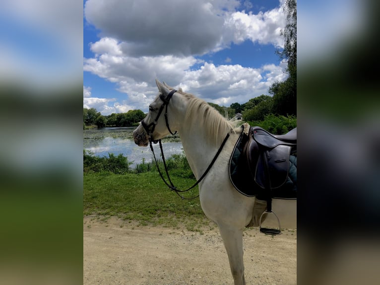 Altre razze Giumenta 7 Anni 138 cm Bianco in Pluvigner