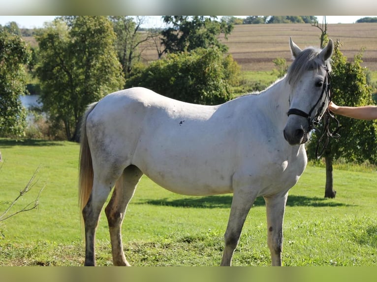 Altre razze Giumenta 7 Anni 141 cm Grigio in Neu Gaarz Altre razze Giumenta 7 Anni 141 cm Grigio in Neu Gaarz