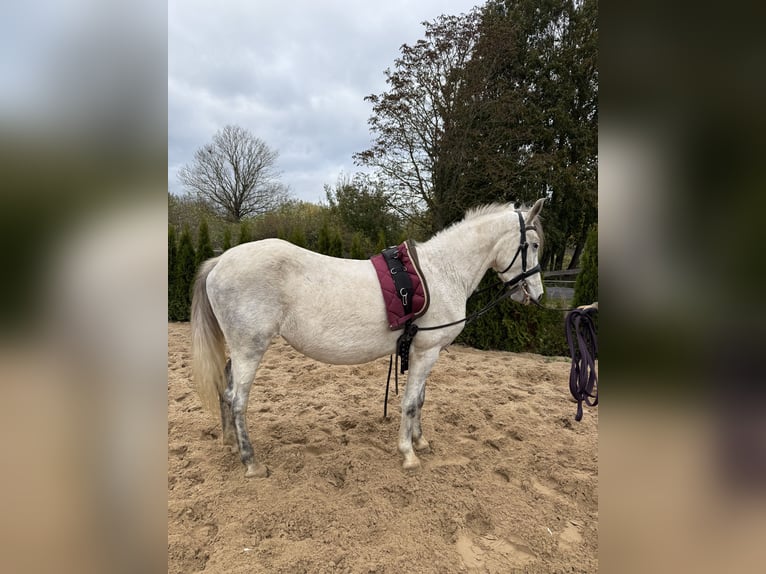 Altre razze Giumenta 7 Anni 141 cm Grigio in Neu Gaarz Altre razze Giumenta 7 Anni 141 cm Grigio in Neu Gaarz