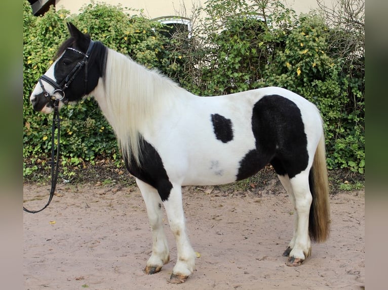 Altre razze Giumenta 7 Anni 143 cm Pezzato in Sonnefeld