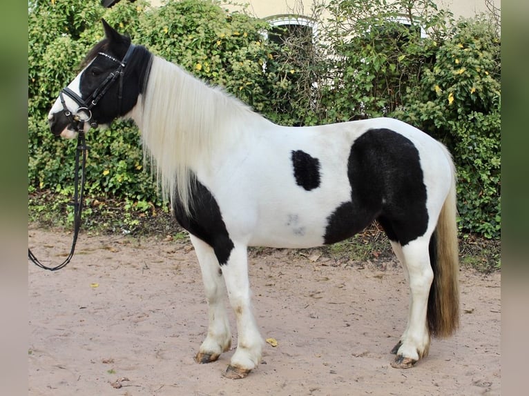 Altre razze Giumenta 7 Anni 143 cm Pezzato in Sonnefeld