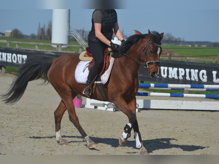 Altre razze Giumenta 7 Anni 146 cm Baio in Breda