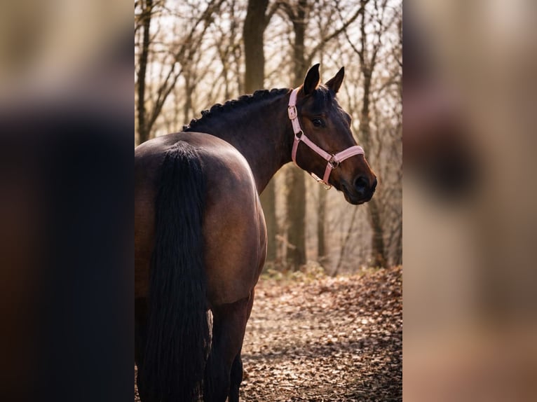 Altre razze Giumenta 7 Anni 146 cm Baio in Nettersheim