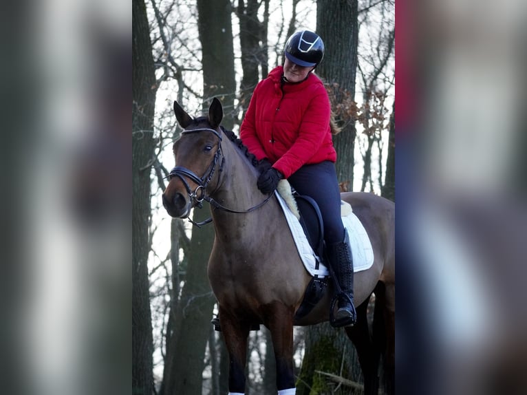 Altre razze Giumenta 7 Anni 146 cm Baio in Nettersheim