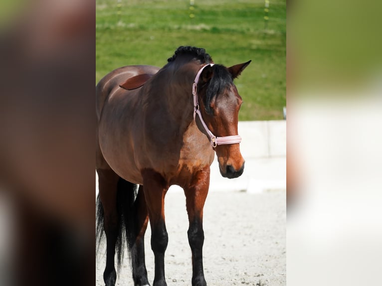 Altre razze Giumenta 7 Anni 146 cm Baio in Nettersheim