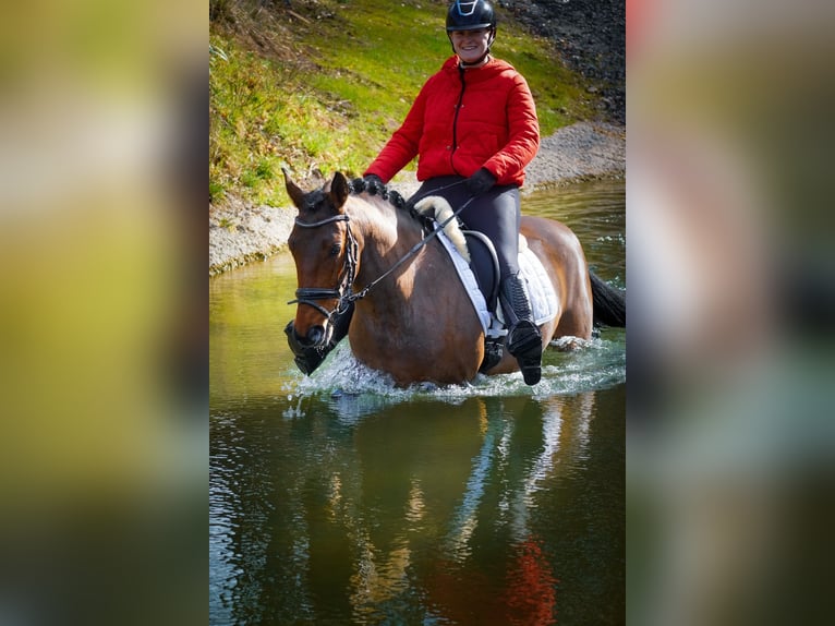 Altre razze Giumenta 7 Anni 146 cm Baio in Nettersheim