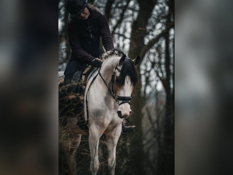 Altre razze Giumenta 7 Anni 146 cm Pezzato in Nettersheim