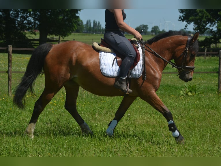 Altre razze Giumenta 7 Anni 147 cm Baio in Breda