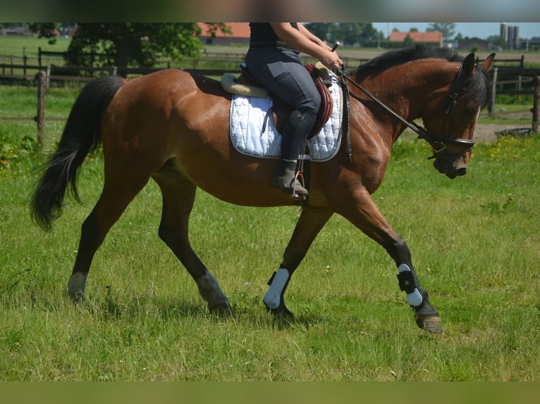 Altre razze Giumenta 7 Anni 147 cm Baio in Breda