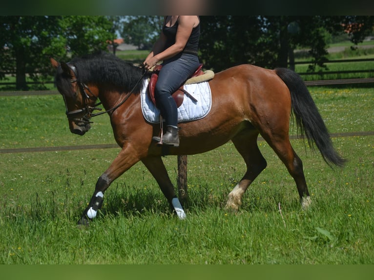 Altre razze Giumenta 7 Anni 147 cm Baio in Breda
