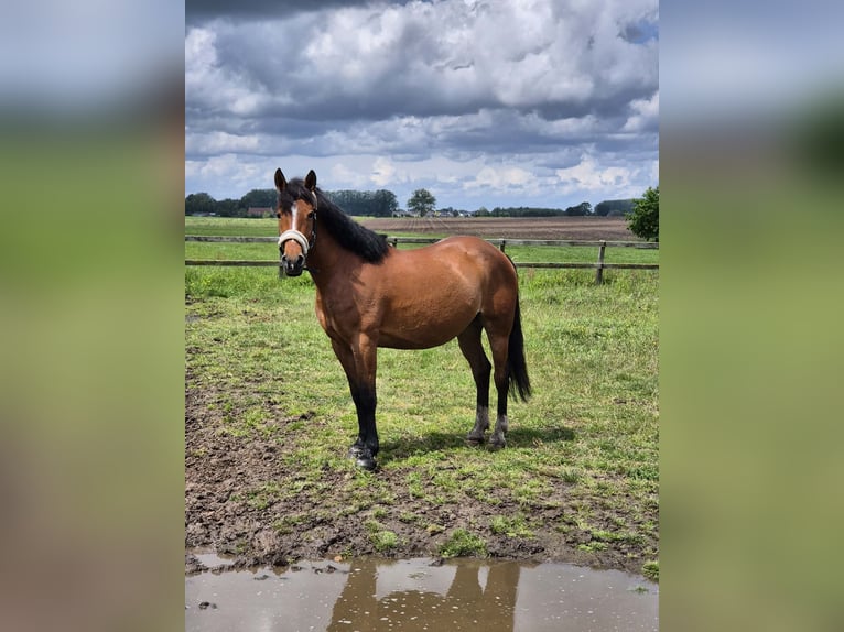 Altre razze Giumenta 7 Anni 147 cm Baio in Breda