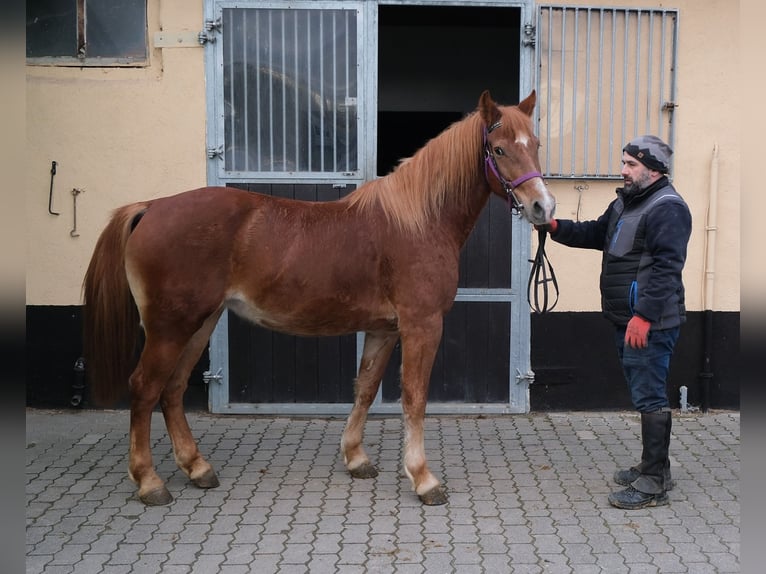 Altre razze Giumenta 7 Anni 147 cm Sauro in Buttstädt