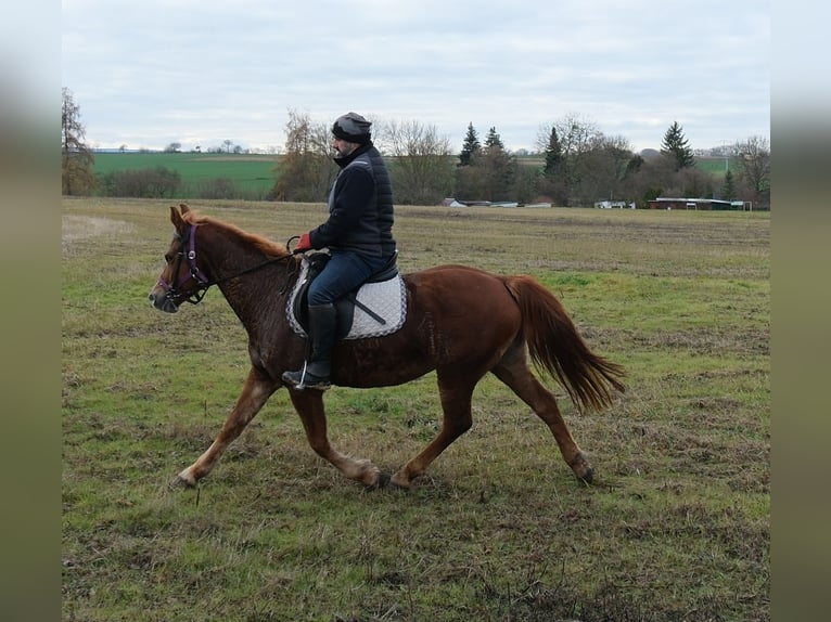 Altre razze Giumenta 7 Anni 147 cm Sauro in Buttstädt
