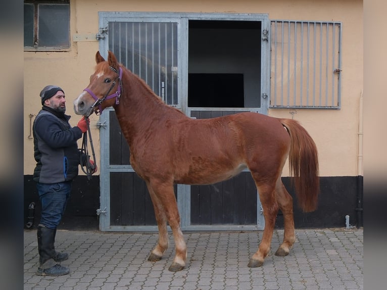 Altre razze Giumenta 7 Anni 147 cm Sauro in Buttst&#xE4;dt