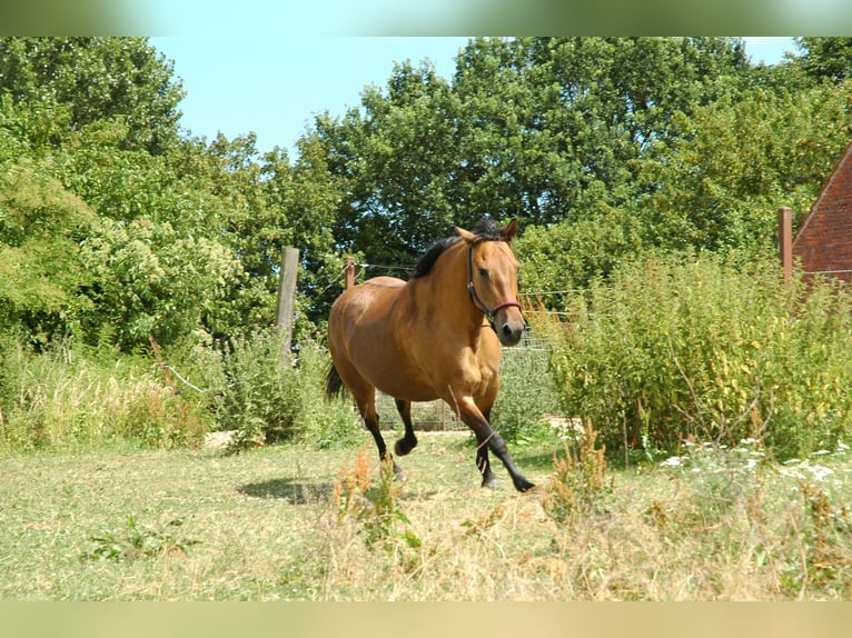 Altre razze Giumenta 7 Anni 148 cm Pelle di daino in Borken