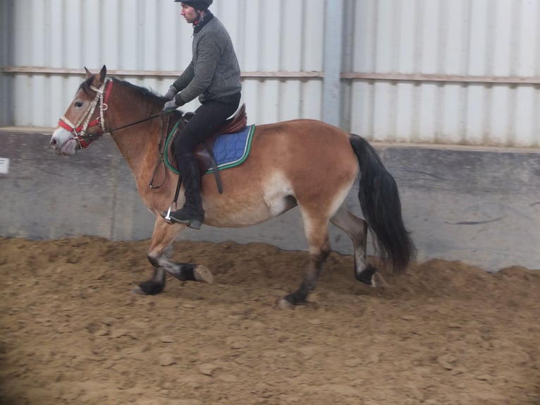 Altre razze Mix Giumenta 7 Anni 149 cm Baio chiaro in Buttstädt