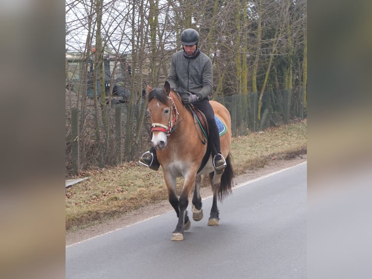 Altre razze Mix Giumenta 7 Anni 149 cm Baio chiaro in Buttstädt