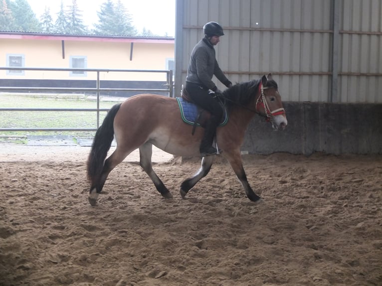 Altre razze Mix Giumenta 7 Anni 149 cm Baio chiaro in Buttstädt