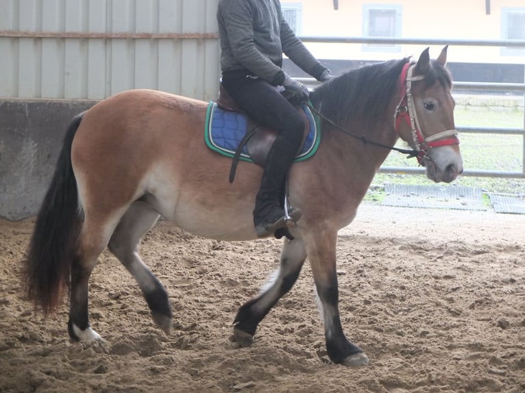 Altre razze Mix Giumenta 7 Anni 149 cm Baio chiaro in Buttstädt