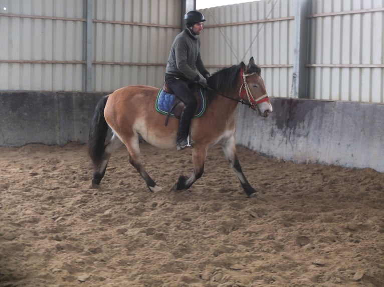 Altre razze Mix Giumenta 7 Anni 149 cm Baio chiaro in Buttstädt