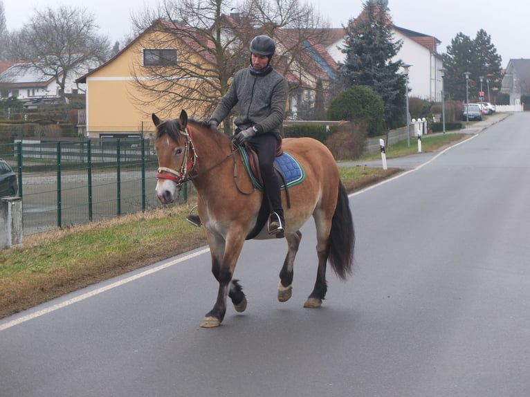 Altre razze Mix Giumenta 7 Anni 149 cm Baio chiaro in Buttstädt