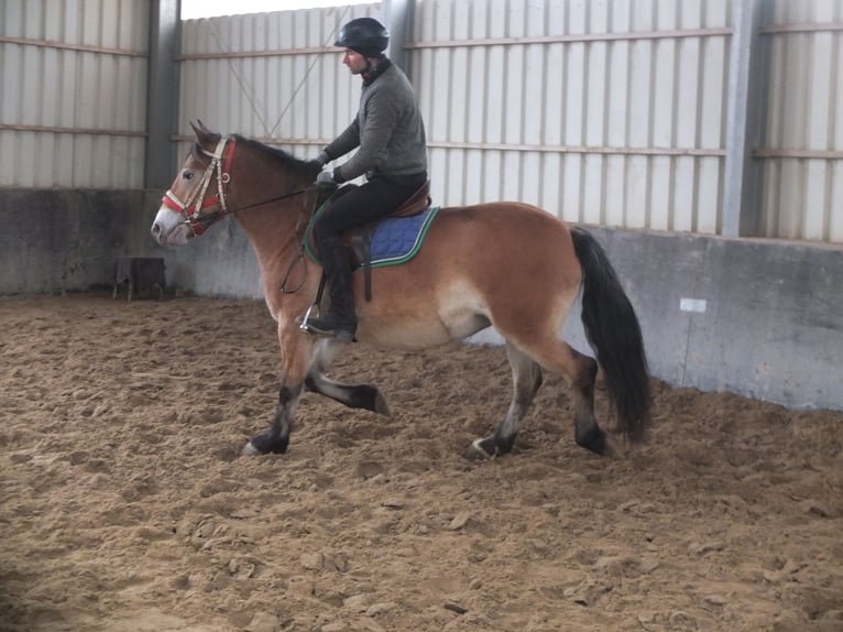 Altre razze Mix Giumenta 7 Anni 149 cm Baio chiaro in Buttstädt