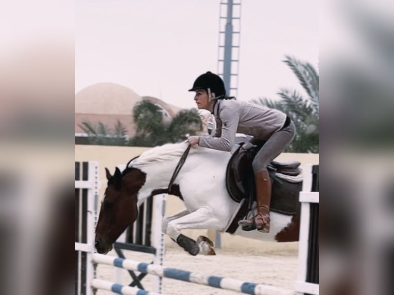 Altre razze Giumenta 7 Anni 149 cm Pezzato in Cairo