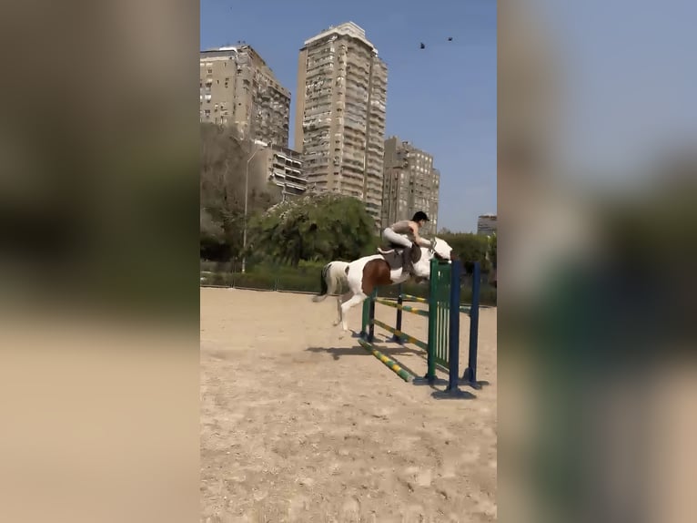 Altre razze Giumenta 7 Anni 149 cm Pezzato in Cairo