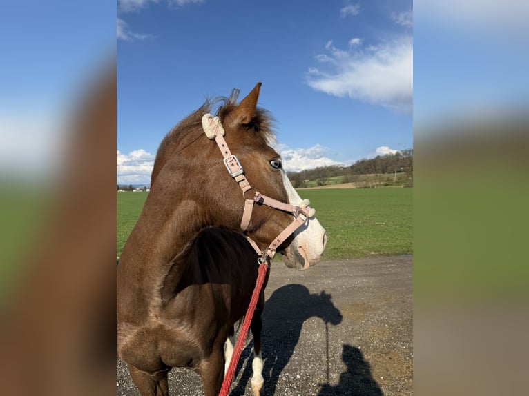 Altre razze Mix Giumenta 7 Anni 150 cm Sauro scuro in Linz