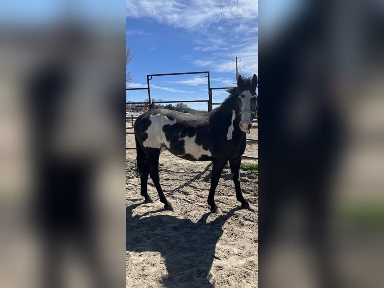 Altre razze Giumenta 7 Anni 152 cm Morello in Eagle, Idaho