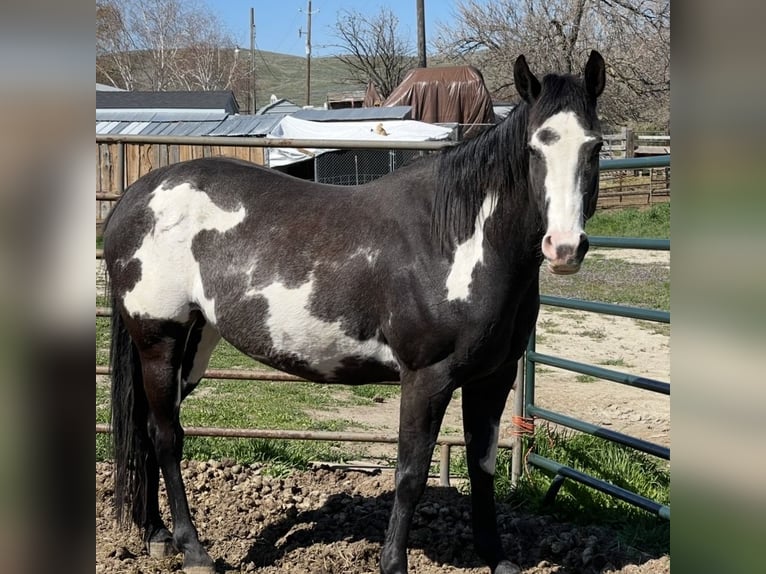 Altre razze Giumenta 7 Anni 152 cm Morello in Eagle