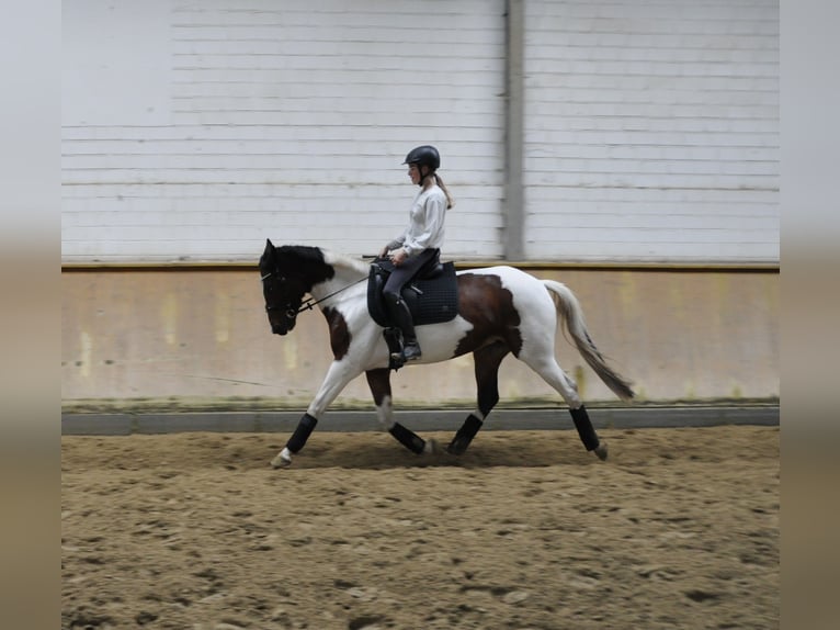 Altre razze Giumenta 7 Anni 154 cm Pezzato in Bocholt