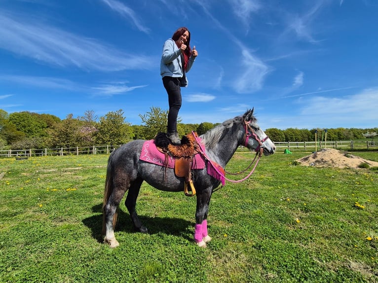 Altre razze Giumenta 7 Anni 155 cm Grigio pezzato in Linkenbach