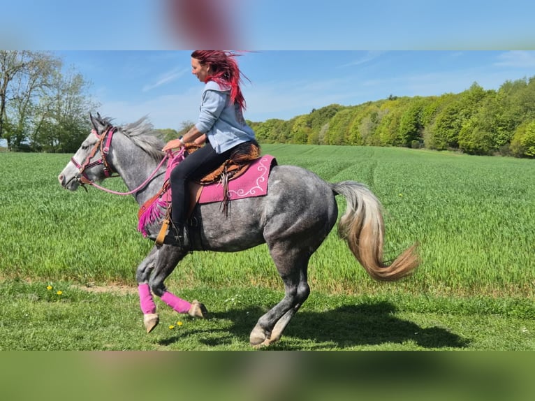 Altre razze Giumenta 7 Anni 155 cm Grigio pezzato in Linkenbach