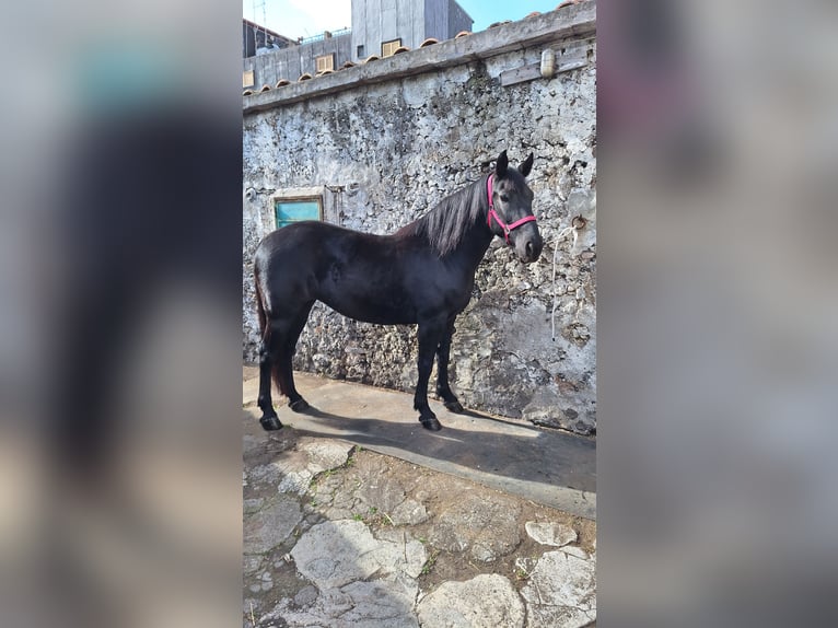 Altre razze Giumenta 7 Anni 155 cm Morello in Solarino