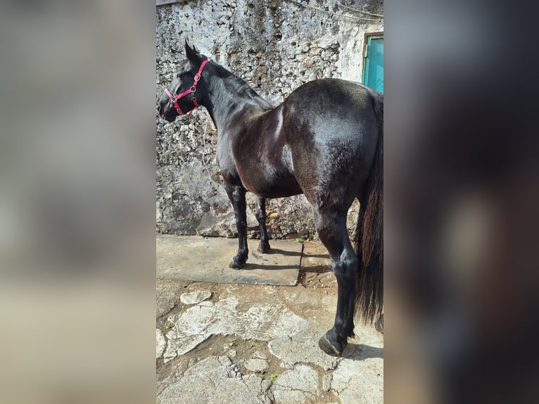 Altre razze Giumenta 7 Anni 155 cm Morello in Solarino