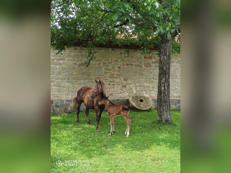 Altre razze Giumenta 7 Anni 156 cm Palomino in Zaldibar