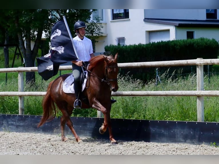 Altre razze Giumenta 7 Anni 156 cm Sauro scuro in Üxheim