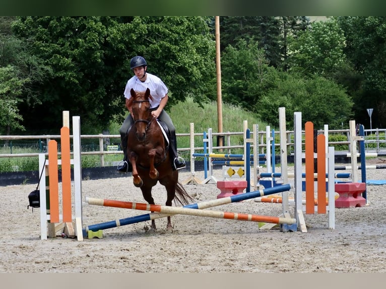 Altre razze Giumenta 7 Anni 156 cm Sauro scuro in Üxheim