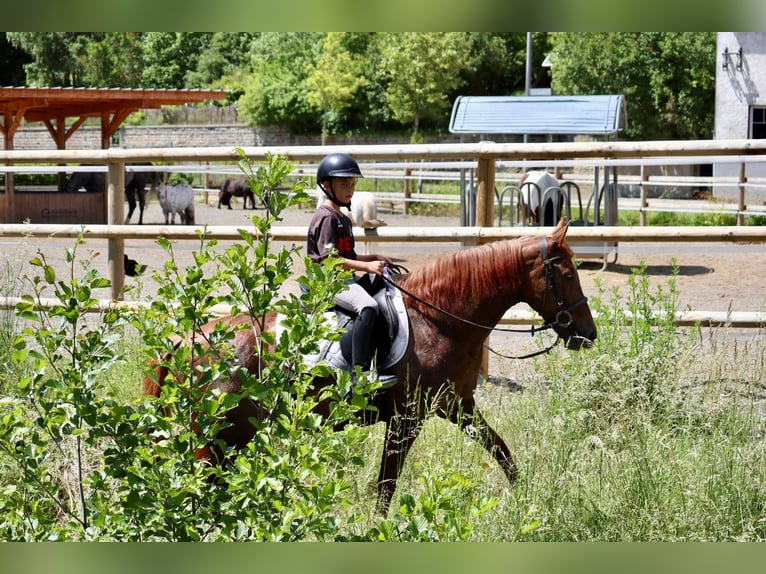 Altre razze Giumenta 7 Anni 156 cm Sauro scuro in Üxheim